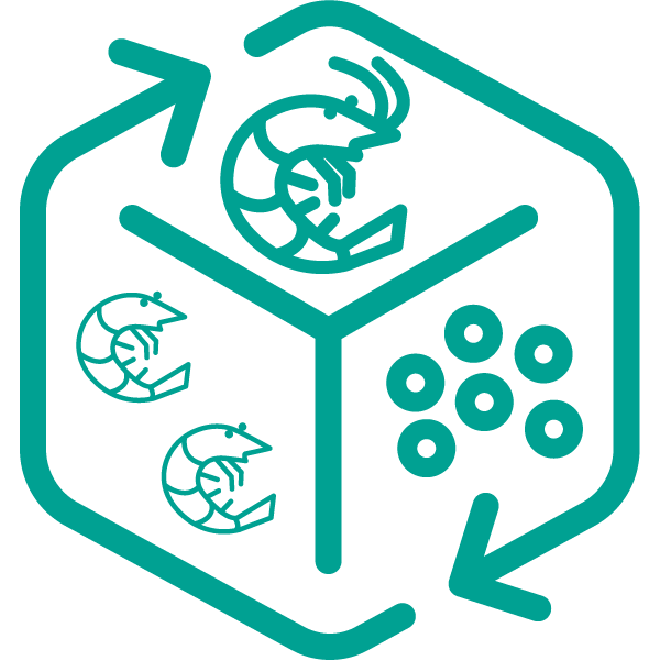 Icon showing shrimp lifecycle with arrows, adult shrimp, juvenile shrimp, and eggs.
