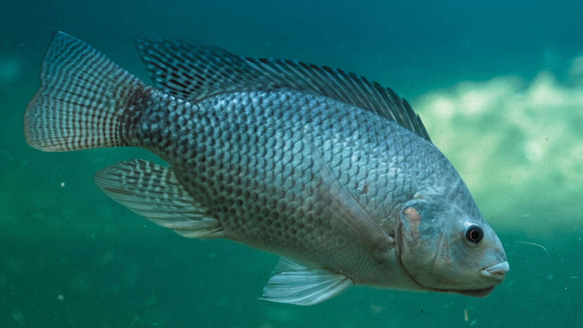 A tilapia is swimming in clear water. The background shows a gradient of blue and green hues, underwater environment with natural light