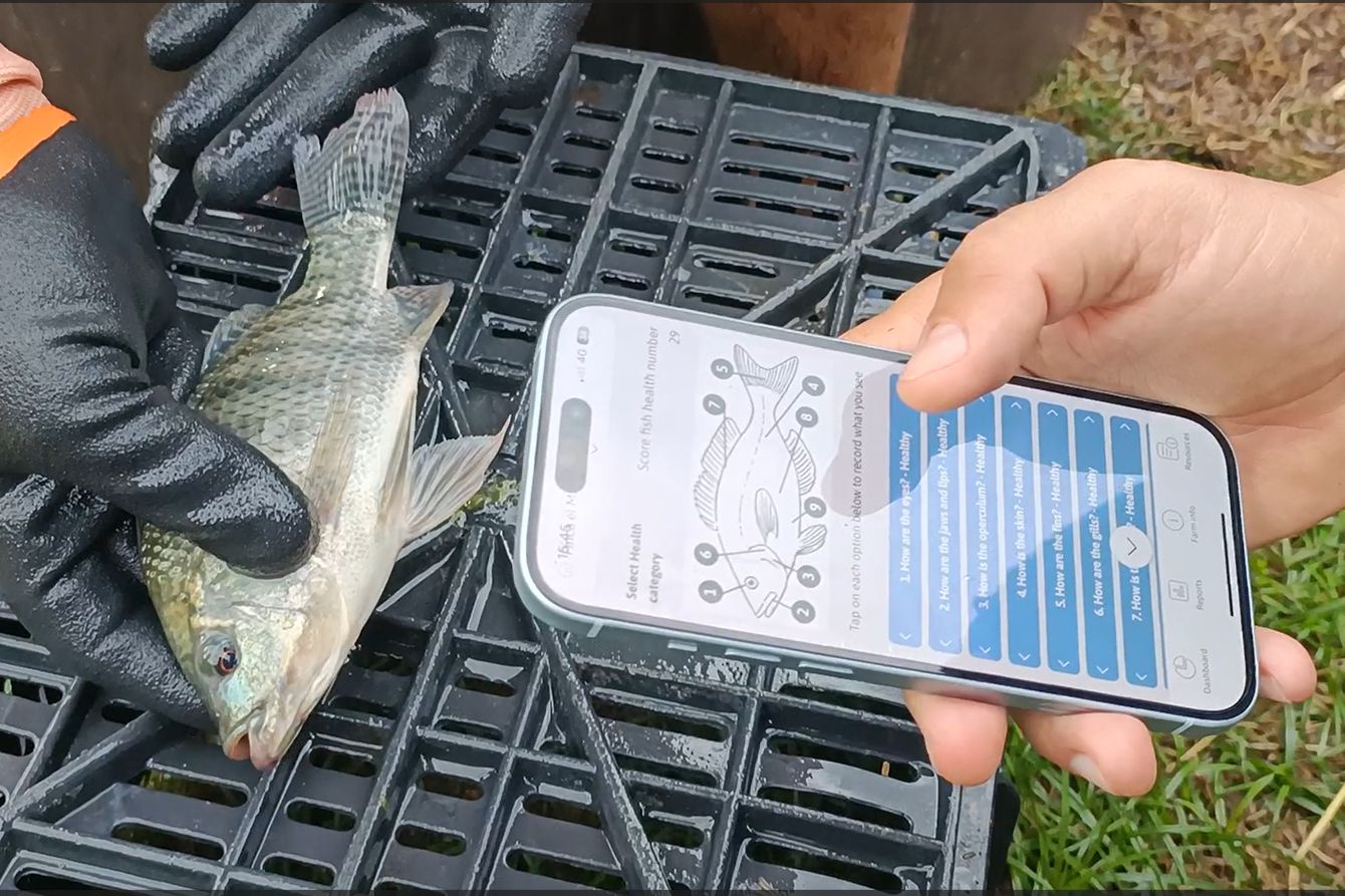 Close-up of FAI consultant holding a smartphone displaying the Tilapia Welfare app fish health assessment form, while the tilapia farmer wearing black gloves holds a live tilapia on a black plastic grid, during a workshop at a tilapia farm in Honduras demonstrating how to perform a health assessment.